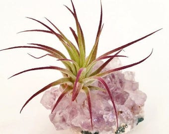 Amethyst Cluster with Air Plant , Boho Mother's Day Gift , Purple Ionantha Gemstone , Desk Accessory , Air Plant Garden , Crystal Decor