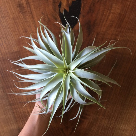 Tillandsia Cacticola Wide Leaf Spiral Rare Air Plant