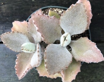 Kalanchoe BeharensisFang Succulent