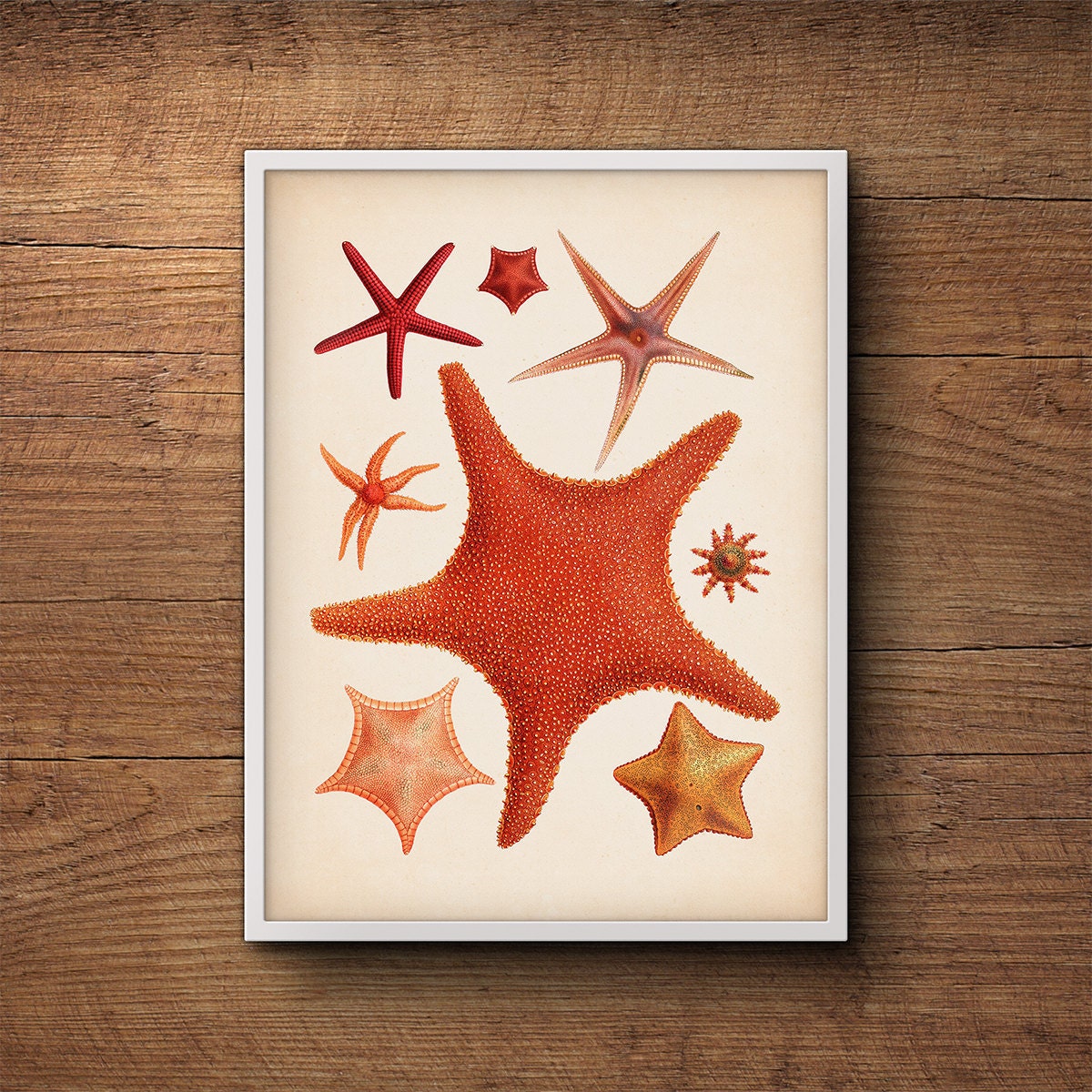 Starfish framed wall art Coastal art Scientific