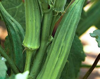 30 Organic Okra Seeds Heirloom Non-GMO ''Clemson Spineless 80''
