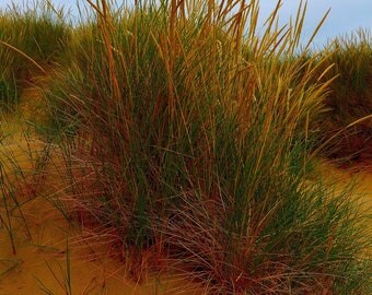 Sea Grass Print 05017-0024