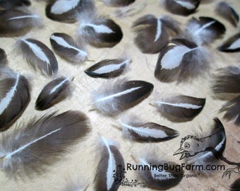 Miniature Feathers Natural Feathers Black White Real Bird Feathers Loose Cruelty Free Feathers Rooster Feathers For Crafts 30 < 1" / SLC9