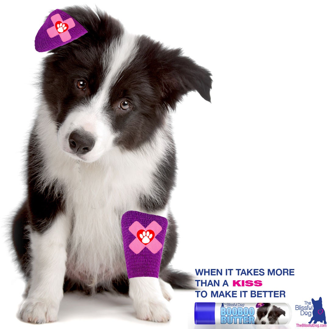 beanie boo border collie