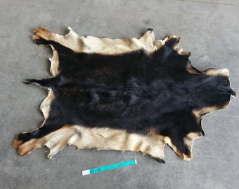 Black and Tan Goat Hide- Short Hair Lot No. 25173TURQ