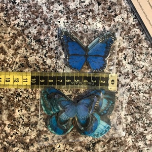 Buyer photo Herla Gagliardi, who reviewed this item with the Etsy app for iPhone.
