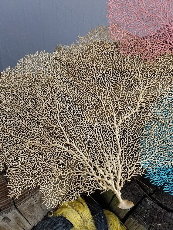Natural Dried Sea Fan Coral Hand Painted Metallic GOLD Silver