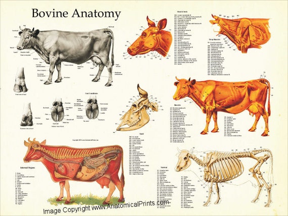 cow anatomy poster wall chart 18 x 24 usps first class mail weight chart