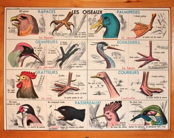 Vintage - Large stunning French School Poster chart, - double-sided - Birds / Frog