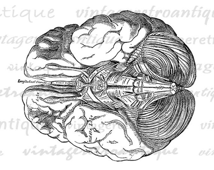 Brain Digital Printable Image Medical Diagram Graphic Anatomy Download Vintage Clip Art Jpg Png Eps HQ 300dpi No.112