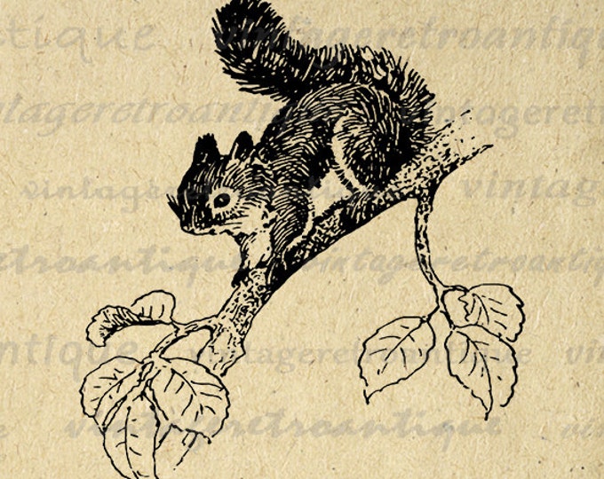 Printable Little Squirrel Image Digital Graphic Download Artwork Antique Clip Art Jpg Png Eps HQ 300dpi No.2120