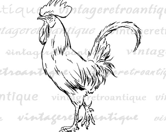 Rooster Printable Graphic Download Chicken Image Illustration Digital Jpg Png Eps HQ 300dpi No.3850