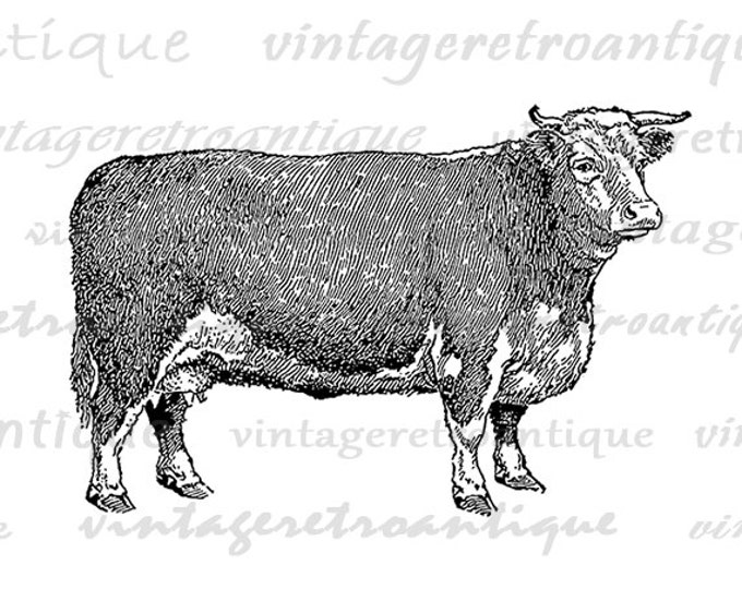 Printable Digital Hereford Cow Graphic Farm Animal Illustration Download Image Vintage Clip Art Jpg Png Eps HQ 300dpi No.3502