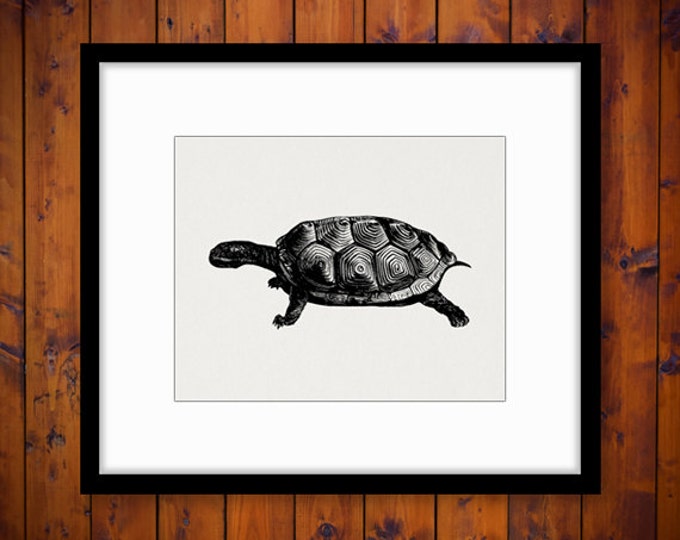 Digital Printable Tortoise Turtle Graphic Download Illustrated Image Vintage Clip Art Jpg Png Eps HQ 300dpi No.2100