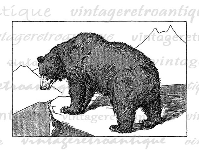 Grizzly Bear Illustration Printable Image Graphic Download Digital Vintage Clip Art Jpg Png Eps HQ 300dpi No.2633