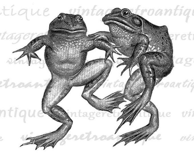 Frogs Digital Graphic Image Frog Printable Download Artwork Jpg Png Eps HQ 300dpi No.4143