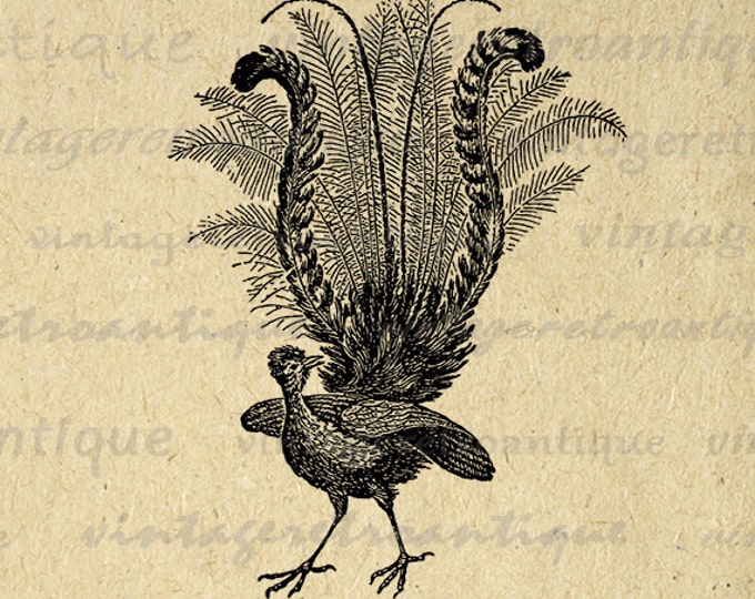 Printable Lyre Bird Graphic Digital Antique Illustration Image Download Vintage Clip Art Jpg Png Eps HQ 300dpi No.3886