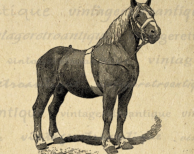 Antique Horse Image Graphic Download Pony Mare Digital Printable Vintage Clip Art Jpg Png Eps HQ 300dpi No.3476