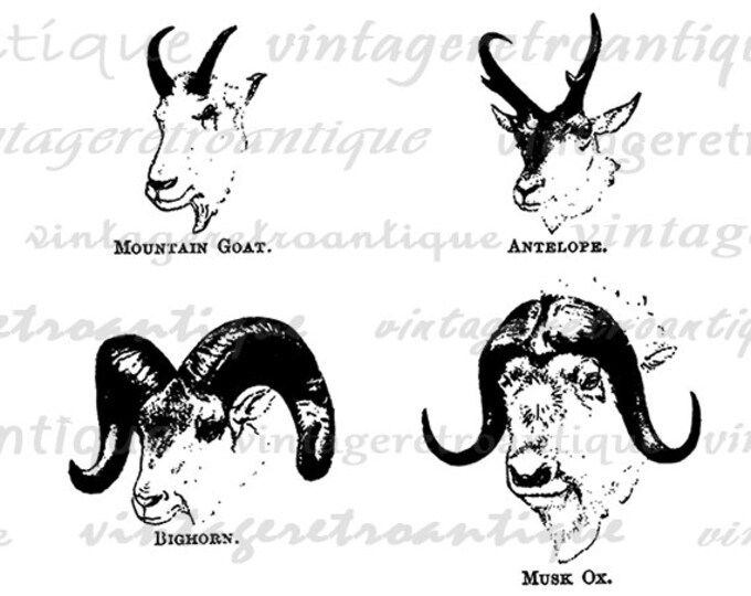 Printable Mountain Goat Antelope Big Horn Ox Digital Download Image Graphic Vintage Clip Art Jpg Png Eps HQ 300dpi No.1078