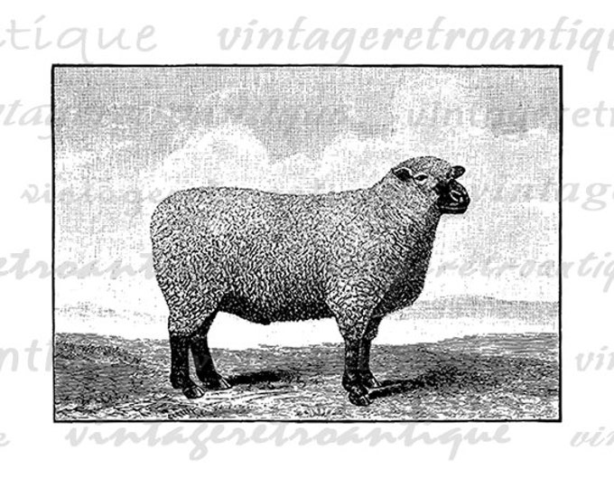 Printable Southdown Sheep Graphic Digital Download Image Jpg Png Eps HQ 300dpi No.629