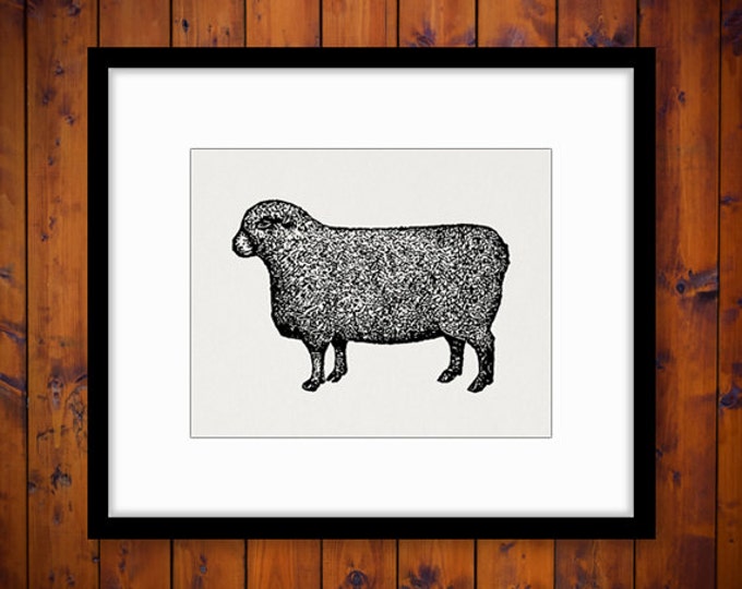 Sheep Digital Image Graphic Farm Animal Download Illustration Printable Vintage Clip Art Jpg Png Eps HQ 300dpi No.1214