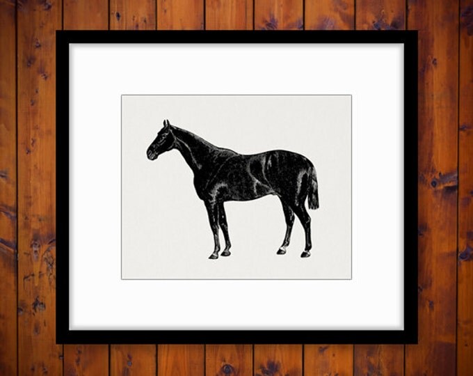 Printable Graphic Horse Image Antique Illustration Digital Download Vintage Clip Art Jpg Png Eps HQ 300dpi No.773