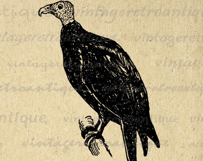 Buzzard Printable Image Digital Bird Graphic Download Illustration Vintage Clip Art Jpg Png Eps HQ 300dpi No.1059