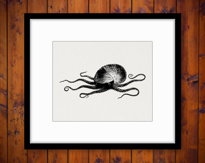 Printable Image Paper Nautilus Download Octopus Squid Graphic Digital Antique Clip Art Jpg Png Eps HQ 300dpi No.2715