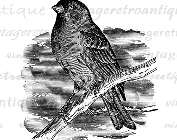 Purple Finch Bird Graphic Image Printable Antique Bird Artwork Digital Download Vintage Clip Art Jpg Png Eps HQ 300dpi No.3927