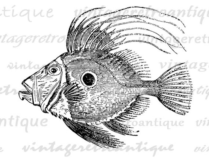 Antique Fish Printable Digital Download Graphic Image Vintage Clip Art Jpg Png Eps HQ 300dpi No.599