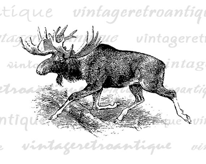 Moose Graphic Image Download Printable Digital Illustration Antique Clip Art Jpg Png Eps HQ 300dpi No.803