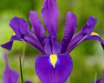 SALE Iris Teal Velvet Siberian IrisBloomEarly by CaribbeanGarden