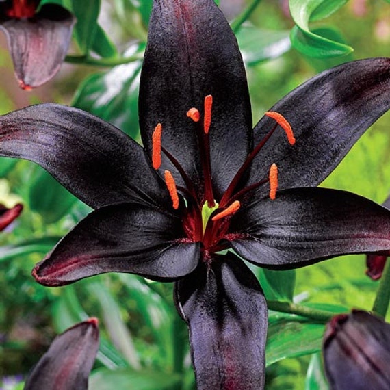 Asiatic Lily Bulbs - BLACK WIZARD