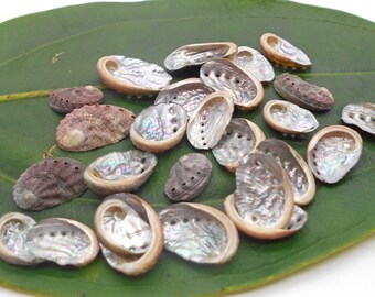 Tiny Abalone Shells Crafts or Jewelry Making - Sea Shells, Beach Wedding, Scrapbooking, Jewelry, Crafting Shells, Tiny Shells, shell beads