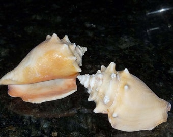 Fighting Conch Seashells, Conch Shells, Haitian Conch, Decorative Seashells, Seashells, Wholesale Conch, Craft Shells, Seashells, Conch