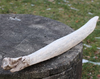 Large Driftwood Light Color Driftwood Rounded Driftwood
