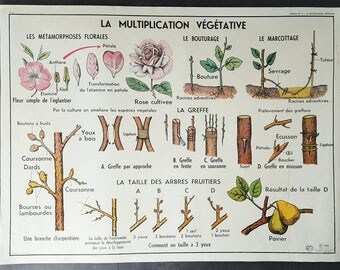 French school poster - vintage French poster - vintage poster - French poster - gardening gift - gift for gardeners - botanical print