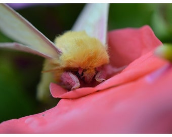 rosy maple moth plush