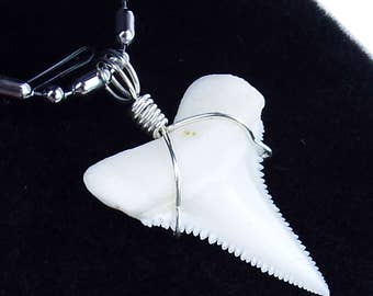 GemShark Real Great White Shark Tooth Necklace 1.0 inch Sterling Silver Birthday Pendant Charm for Boys Girls Unisex