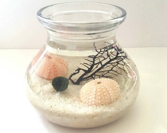 Marimo Moss Ball Aqua Terrarium