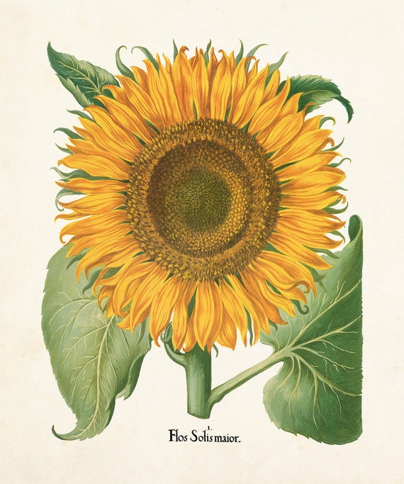 Antique Sunflower Print No. 5 Botanical Print Botanical