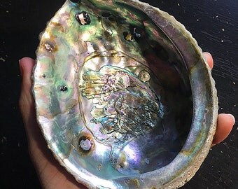 Beautiful Abalone Shell