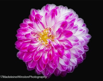 Close up of a Pink and White Chrysanthemum