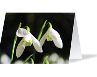Snowdrops Greeting Card, Blank Card, Snowdrops, Card, Greeting Card, Snowdrops Card, All Occasions, Flowers Card, Flowers, Sympathy Card