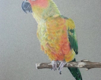 stuffed sun conure