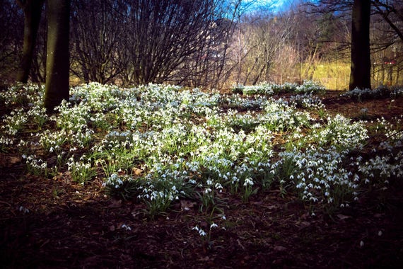 Snowdrops, Glasgow Park, Park Photography, Flower Photography, Nature Photography, Flower, Wall Art, Wall Decor, Fine Art Photography