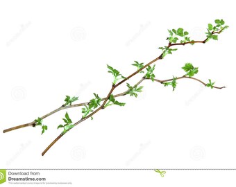 Tree Chews