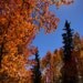 AutumnLove