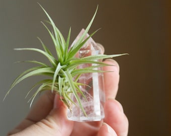 Air Plant on Quartz Crystal, Small Size, Treat Yourself, Little Something, Wedding Favor Idea Unique Air Planter, Gift For Friend