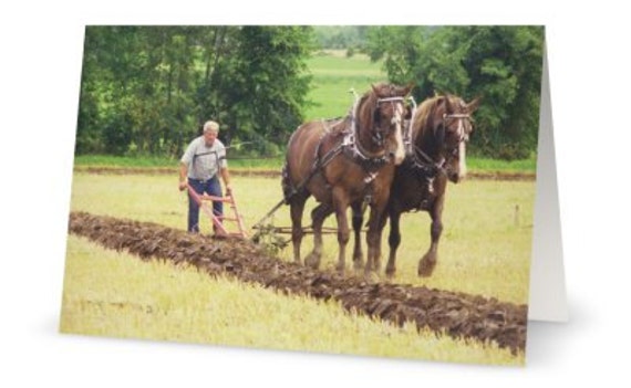 Horse Photography Draft Horses and walking Plow Animal